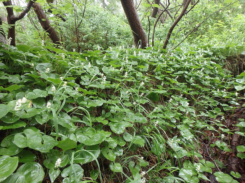 樽前山、6月9日－花の3－_f0138096_13155837.jpg