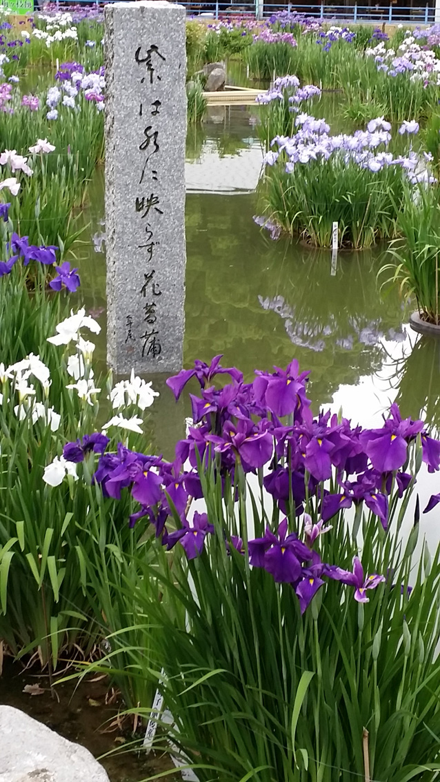 太宰府天満宮の菖蒲池にまた行きました。_e0016003_01082062.jpg