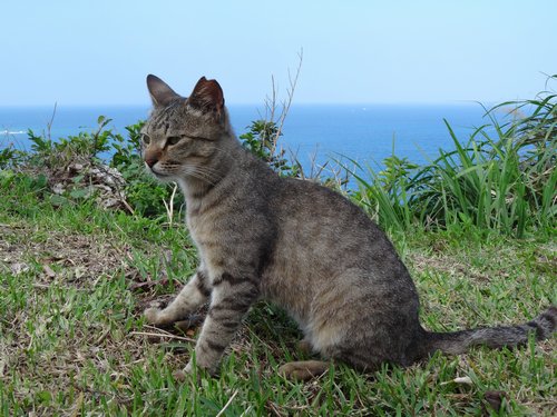 知念岬に住む猫たち_f0178416_9155569.jpg