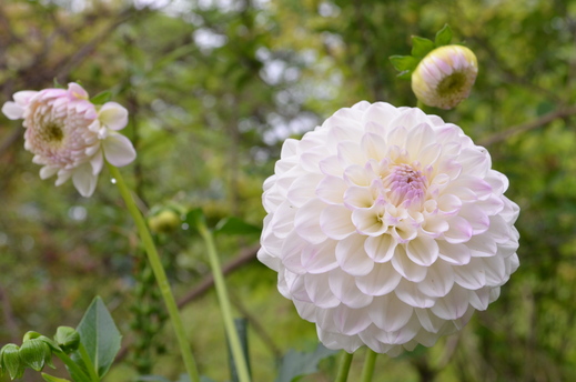 初夏の花の庭。_e0135518_14273365.jpg