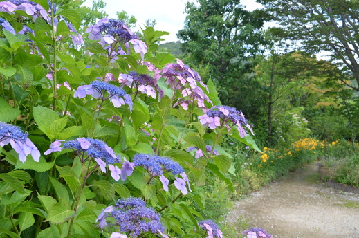 初夏の花の庭。_e0135518_14275721.jpg