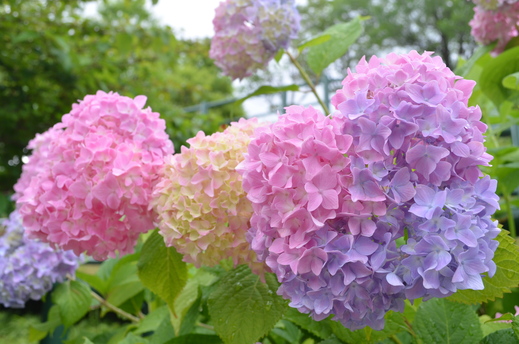 初夏の花の庭。_e0135518_14282730.jpg