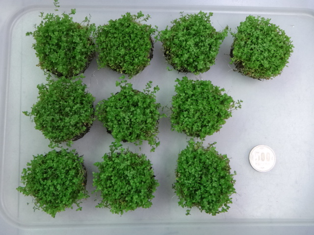 140612 熱帯魚・侘び草・水草_f0189122_13432837.jpg