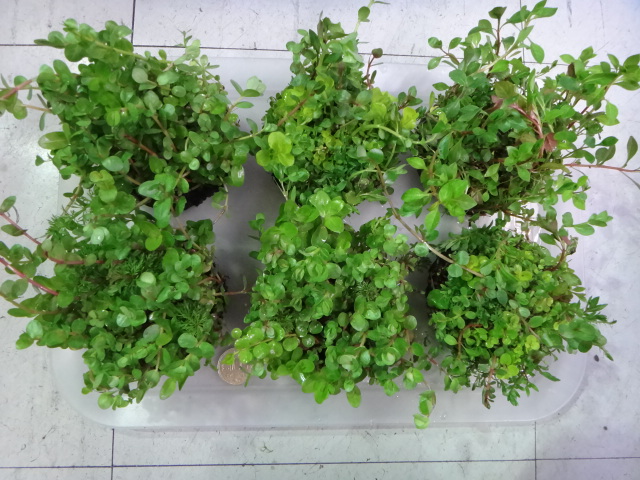 140612 熱帯魚・侘び草・水草_f0189122_13442997.jpg