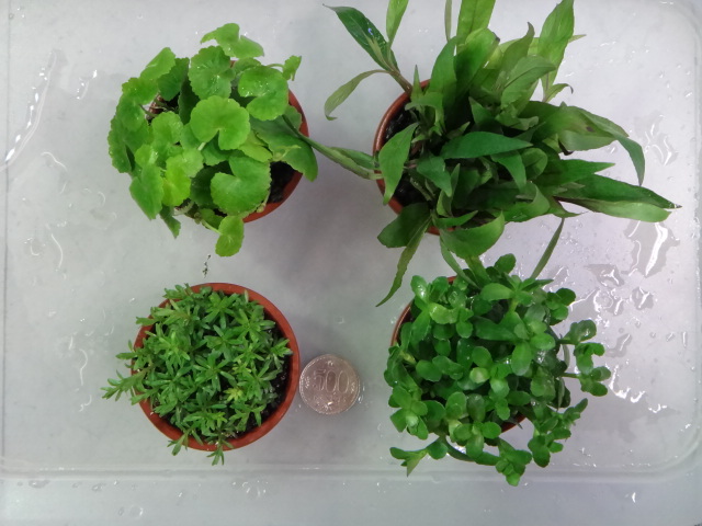 140612 熱帯魚・侘び草・水草_f0189122_1348145.jpg