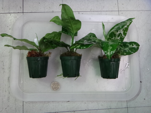 140612 熱帯魚・侘び草・水草_f0189122_13553621.jpg