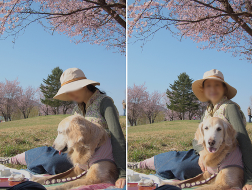 お花見_f0227228_12382021.jpg