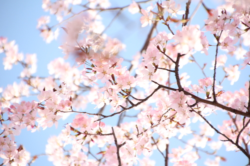 お花見_f0227228_12390373.jpg