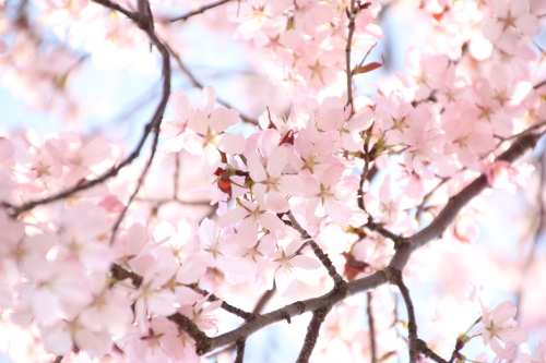 お花見_f0227228_12401989.jpg