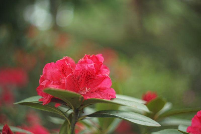 Helios 44M-3 58mmF2_c0109833_1819539.jpg