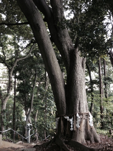 近所の神社　設え_c0041935_07260078.jpg