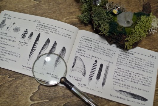 ルーチカ図鑑vol.3「鳥の卵と羽」_f0280238_21195445.jpg