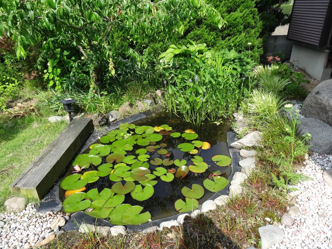 庭の池 今日の一枚 庭の池 今日の一枚