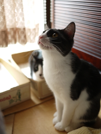ここにいるにゃ猫 空みるきぃ編。_a0143140_23253933.jpg