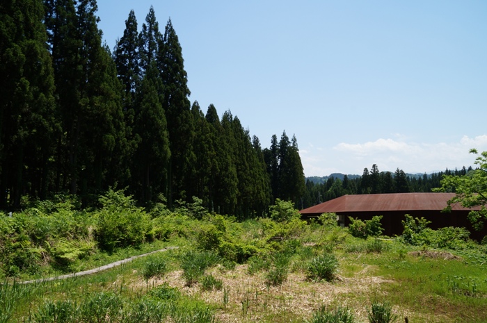 越後松之山「森の学校」キョロロ。/ 美人林。_c0022340_2057492.jpg