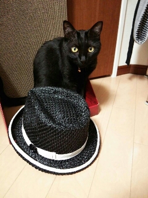 Hat Cat_e0129942_1535234.jpg