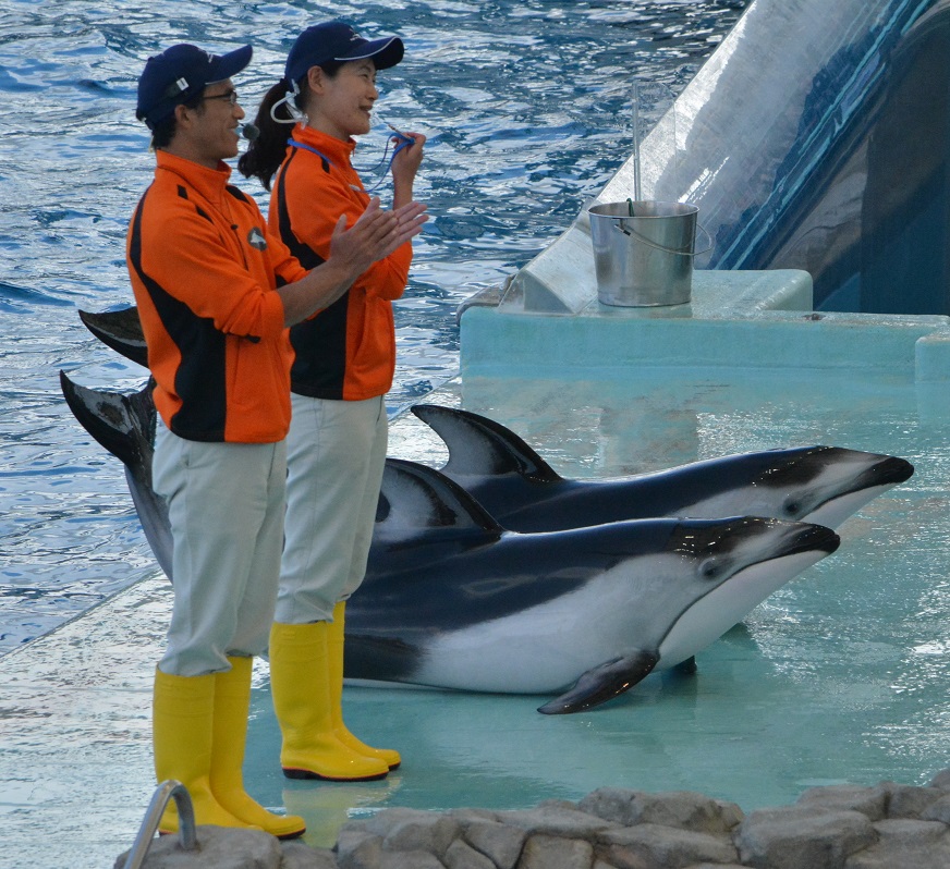 名古屋港水族館のイルカとシャチ達 その２_a0055650_935246.jpg