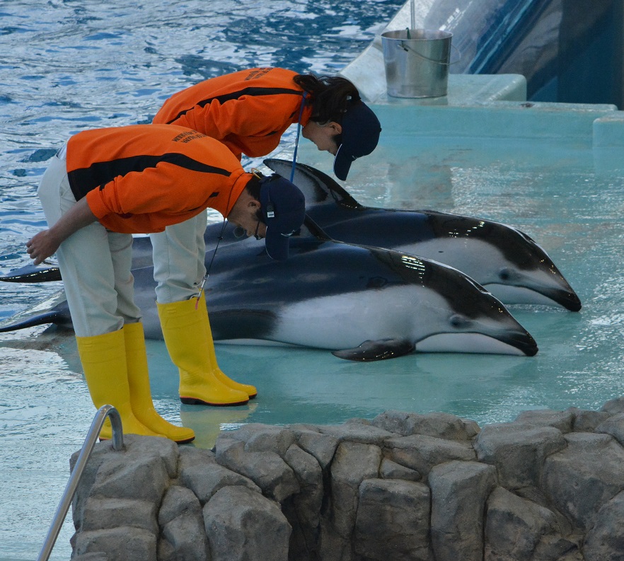 名古屋港水族館のイルカとシャチ達 その２_a0055650_9383212.jpg