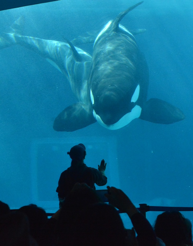 名古屋港水族館のイルカとシャチ達 その２_a0055650_9405818.jpg