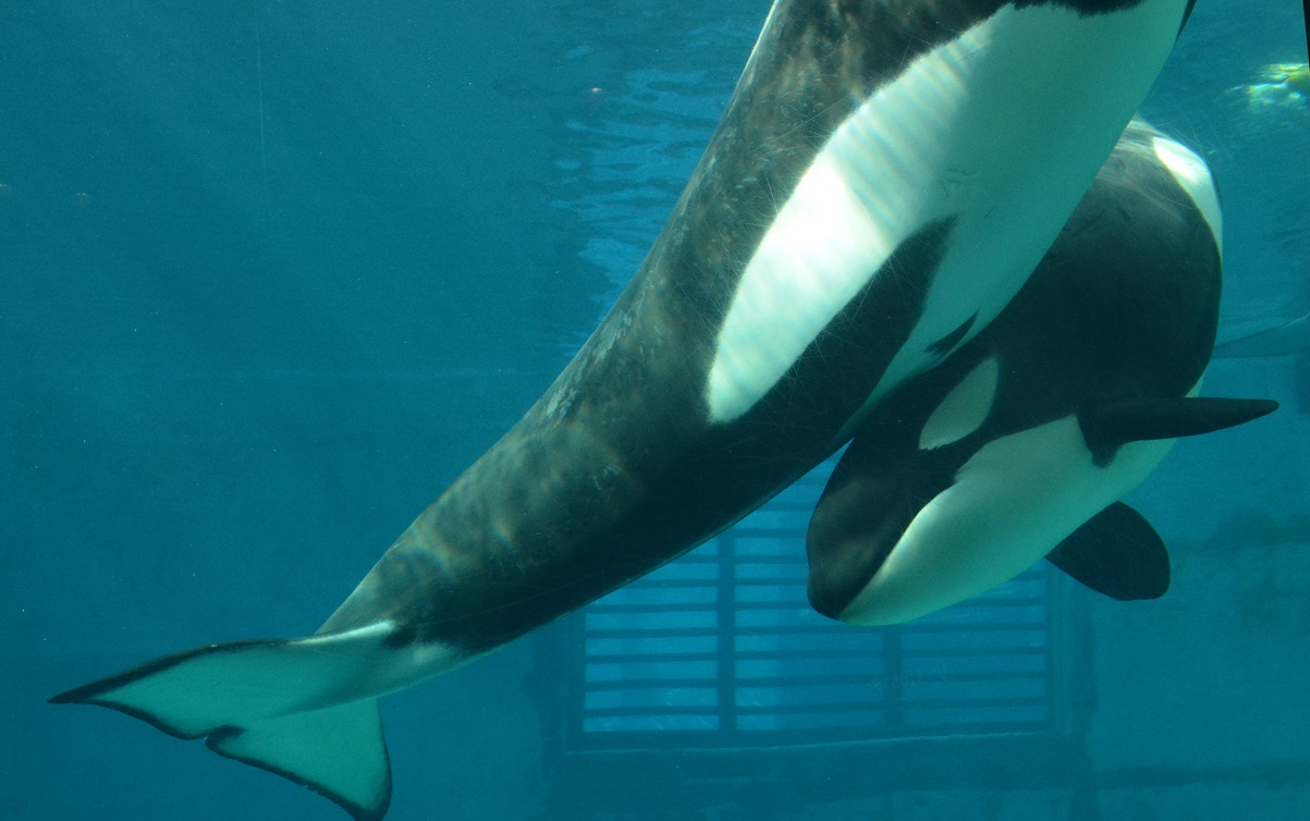 名古屋港水族館のイルカとシャチ達 その２_a0055650_9483061.jpg