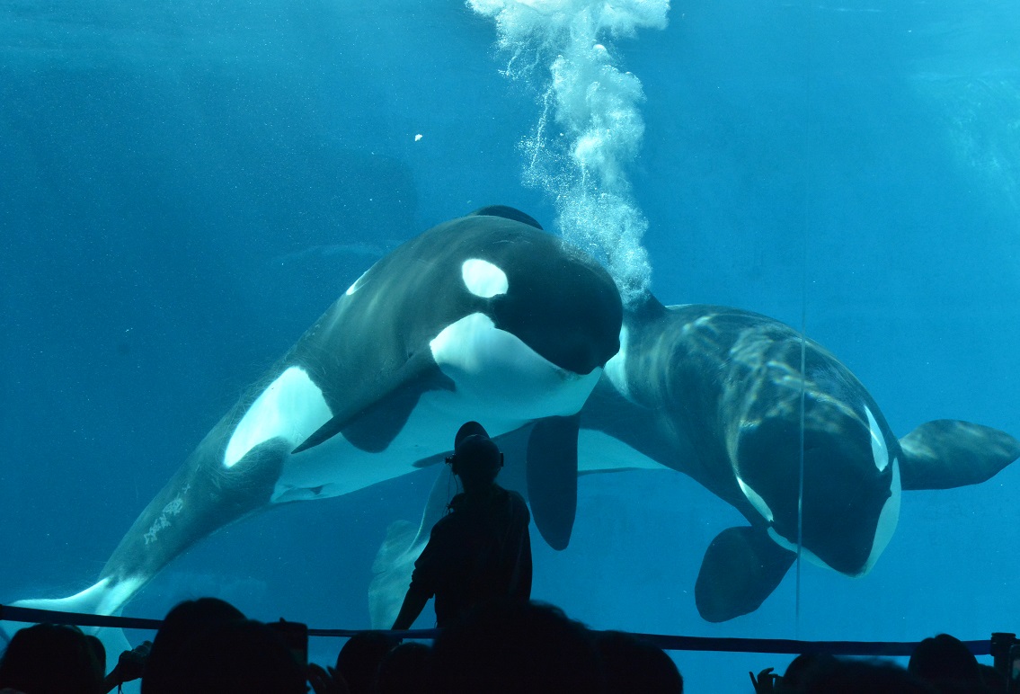 名古屋港水族館のイルカとシャチ達 その２_a0055650_9495310.jpg