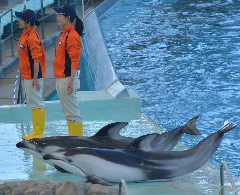 名古屋港水族館のイルカとシャチ達 その２_a0055650_9522819.jpg