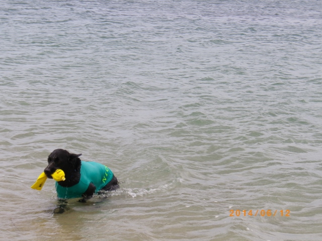 ニコちゃん何かを悟った淡路島。_f0337250_23391745.jpg