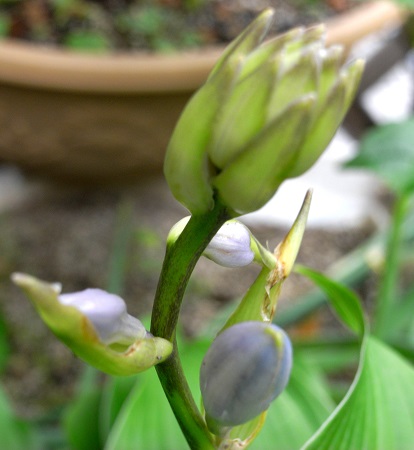 【ぎぼうし】　　　　　　親友から戴いた好きな花　　　　　今年も咲きはじめました　_a0191852_9343215.jpg