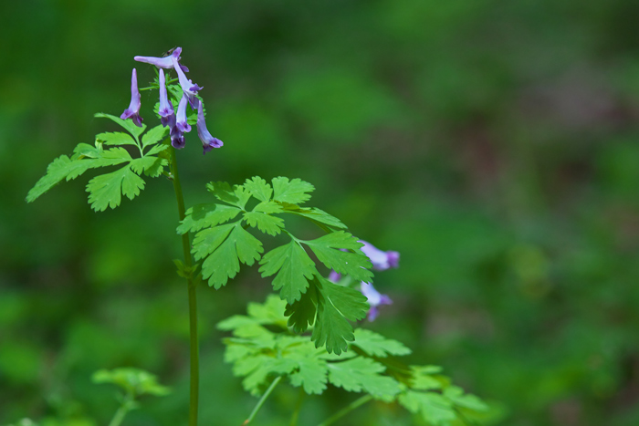 北海道の花_e0289657_865092.jpg