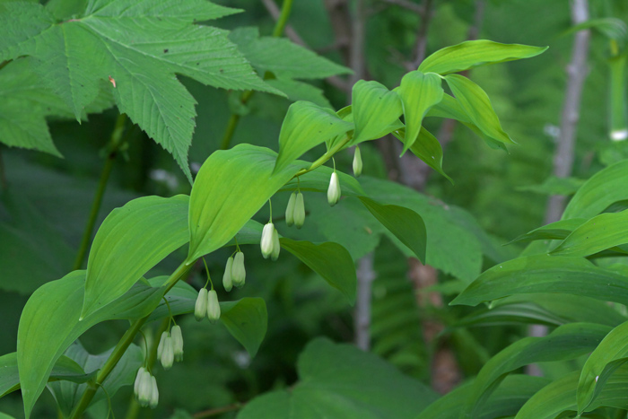 北海道の花_e0289657_872558.jpg