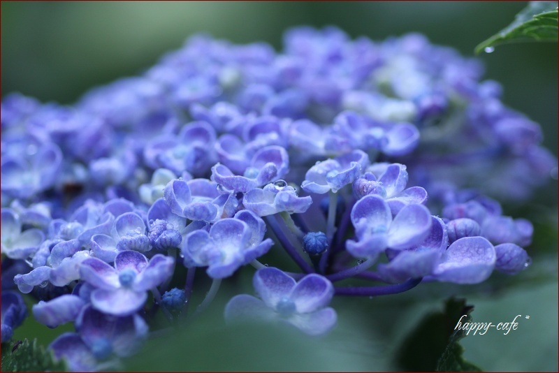 青く色づいて おたふく紫陽花と雫 わたしのお気に入り Happy Cafe Vol 2