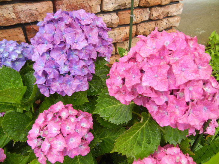 ’14,6,12(木)昨夜も激しい雨!_f0060461_10133187.jpg