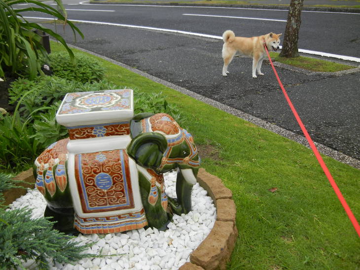 ’14,6,12(木)昨夜も激しい雨!_f0060461_1052619.jpg