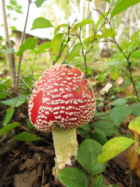 ベニテングダケ 紅天狗茸 たてしな気まぐれ通信 ベニテングダケ 紅天狗茸 たてしな気まぐれ通信