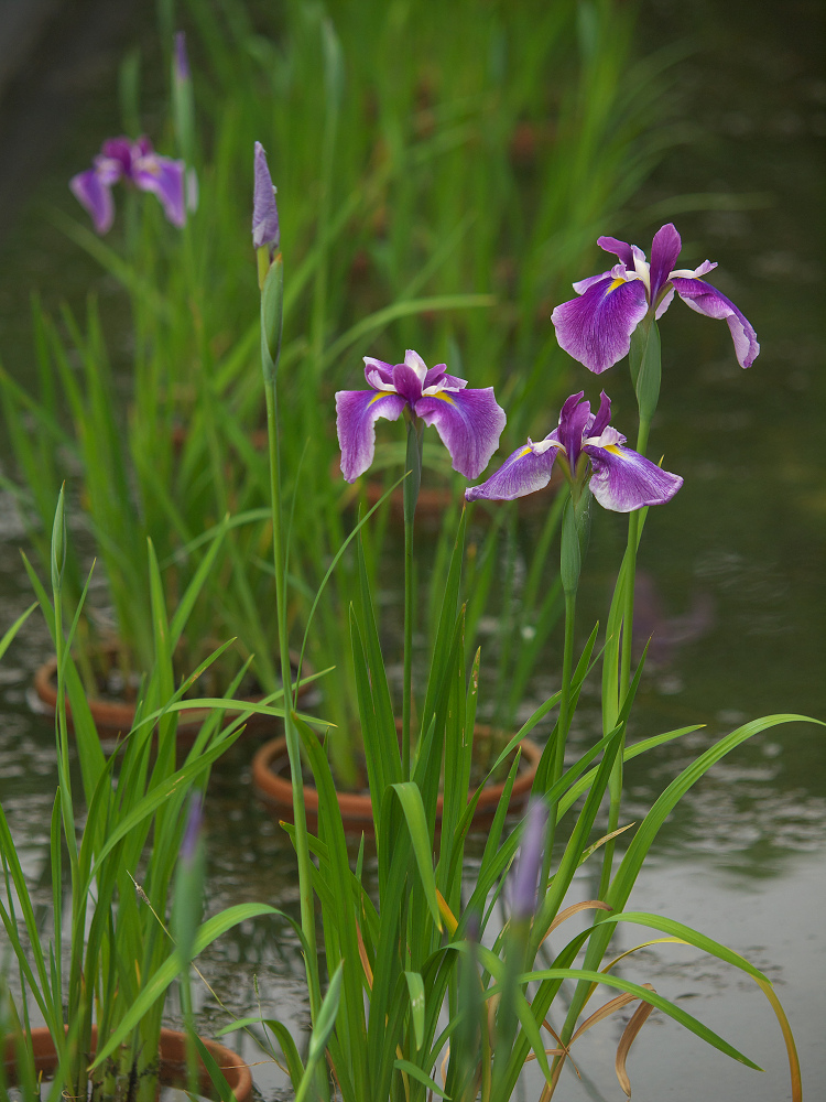 花菖蒲　2014　　　　　　　　　　　　　　　　　　　_f0021869_23292310.jpg