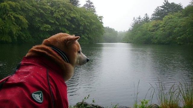 雨でも楽しむ女柴♪_b0274270_10212785.jpg