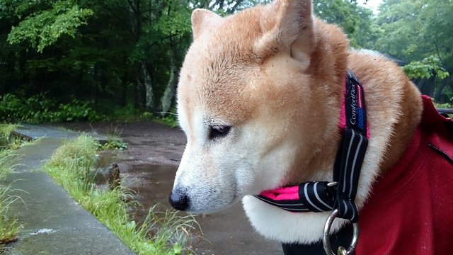 雨でも楽しむ女柴♪_b0274270_10215275.jpg