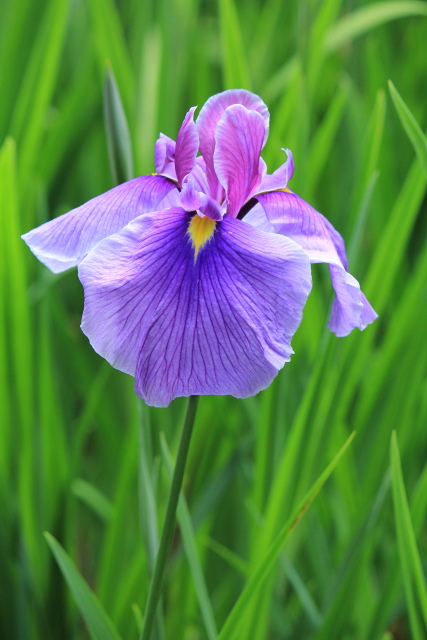 平安神宮　神苑の菖蒲に_b0055171_15171142.jpg