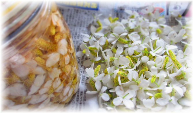 ドクダミの花で痒み止め 素敵 ゆったり田舎暮らし ドクダミの花で痒み止め 素敵 ゆったり田舎暮らし