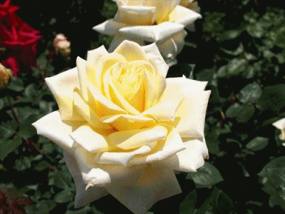 f0092775_1455051.gif