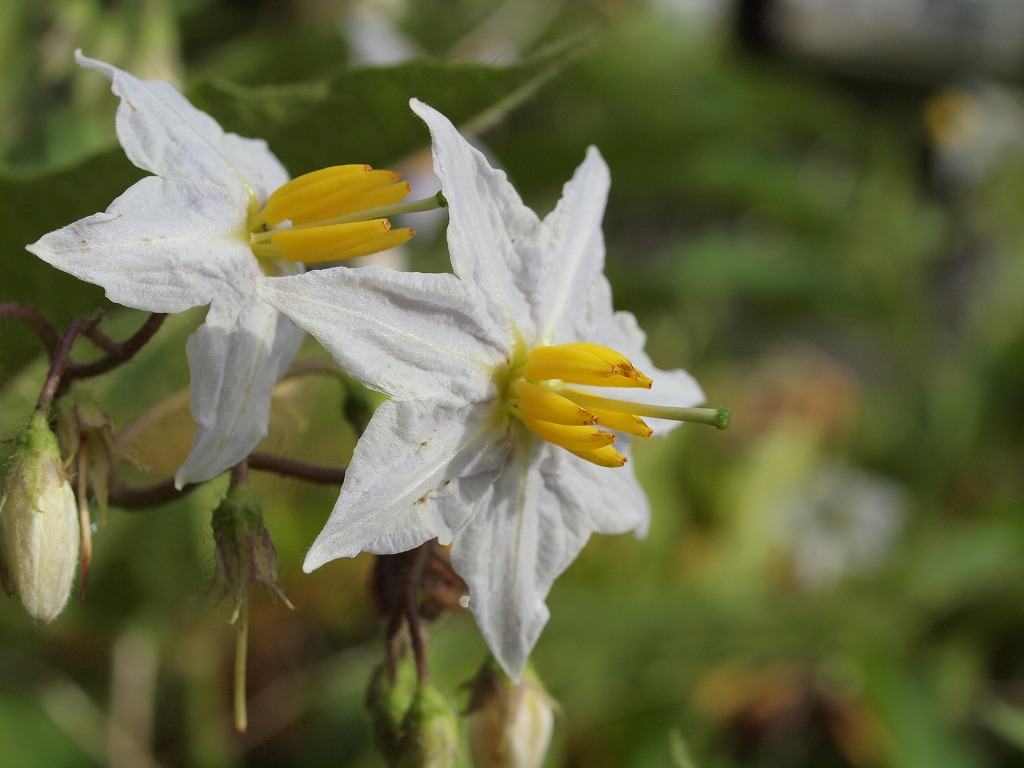 悪茄子 ワルナスビ の花と 自然風の自然風だより