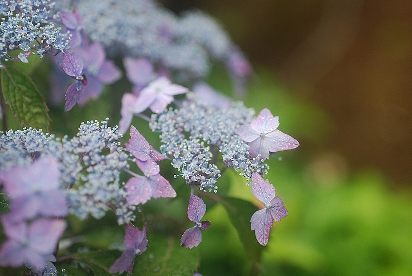 庭の紫陽花_c0187781_13464284.jpg