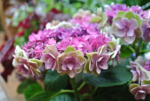 雨に濡れるニューフェイスの紫陽花_b0299185_2138875.jpg