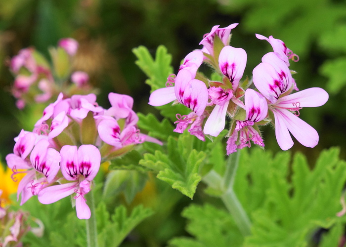 ペラゴニウム_b0093088_21255433.jpg