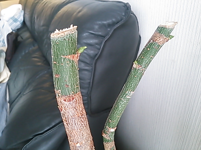 c0204188_2154911.jpg