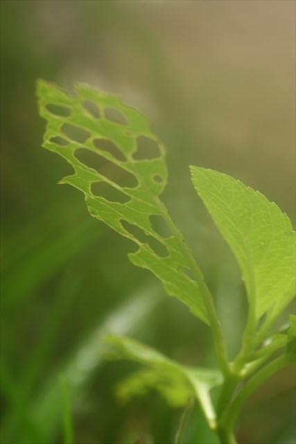 e0305388_20524048.jpg