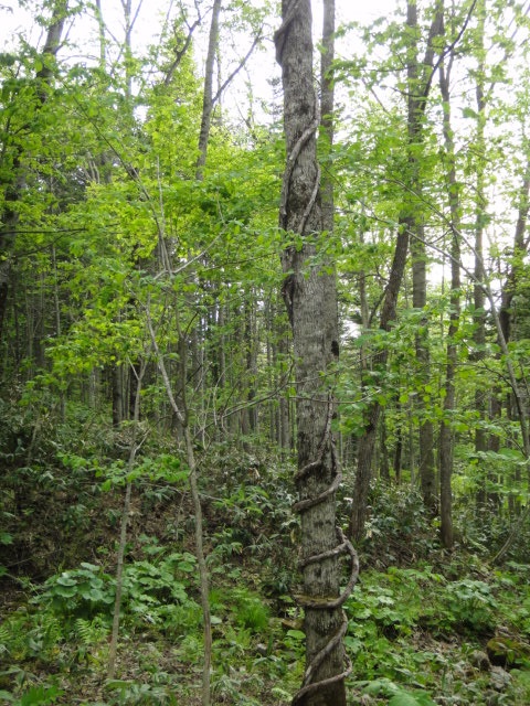e0213194_1152854.jpg
