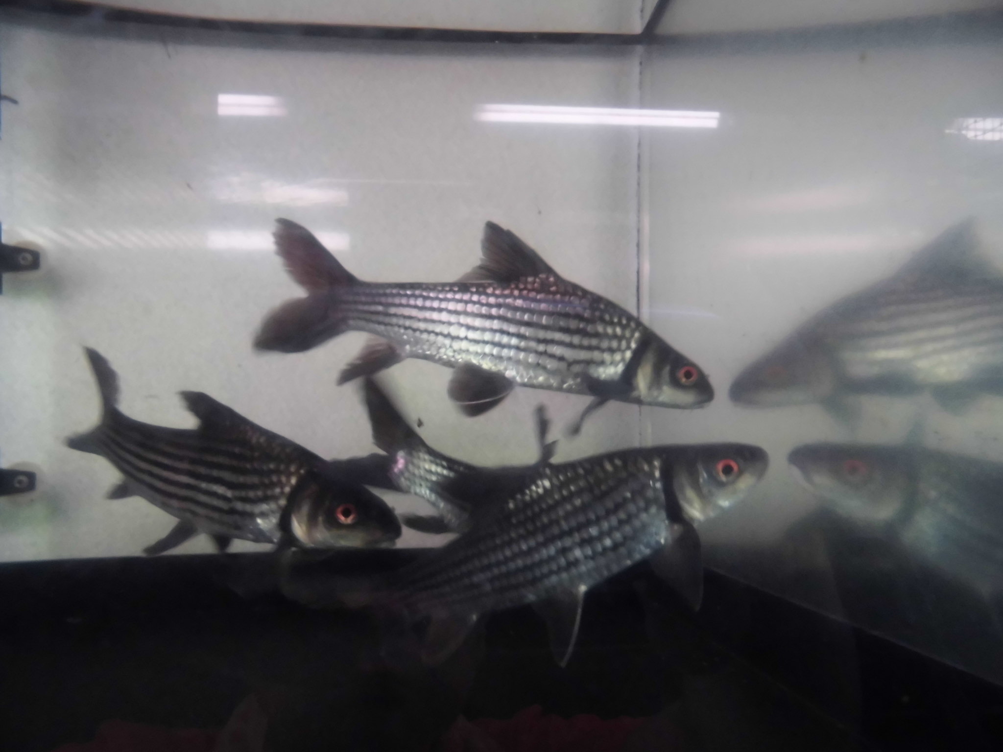 本日の入荷魚です アクアショップエース 本日の入荷魚です アクアショップエース