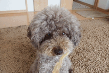 e0307102_8234917.gif