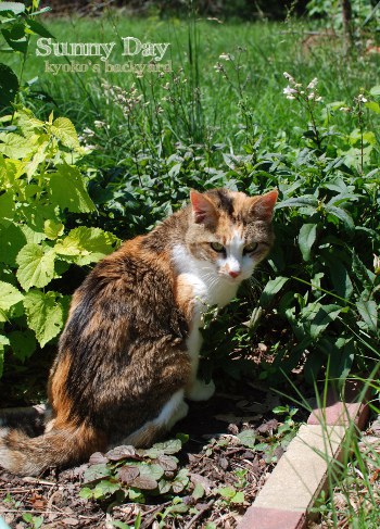 花壇の中でゴキゲンな猫_b0253205_1502892.jpg